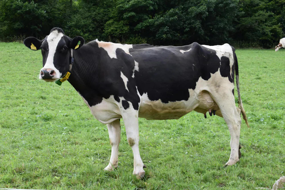The Cow