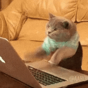 소파에 앉아 노트북을 들고 있는 고양이