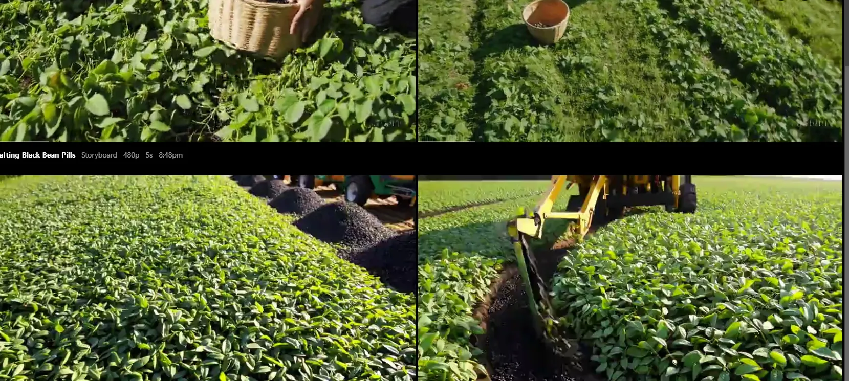 찻잎을 수확하는 남자를 보여주는 일련의 사진