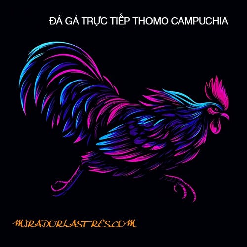 ĐÁ GÀ TRỰC TIẾP THOMO HÔM NAY