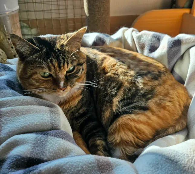 고양이 침대에 담요에 누워있는 고양이