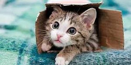 나른한고양이