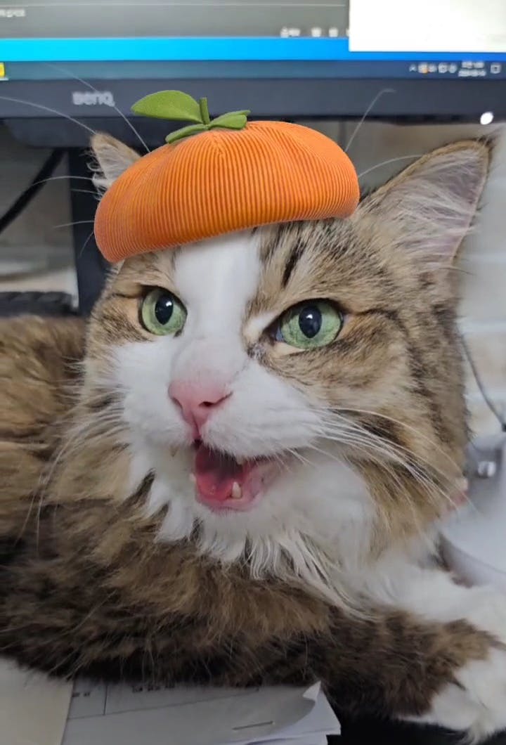 책상에 호박 모자를 쓰고있는 고양이