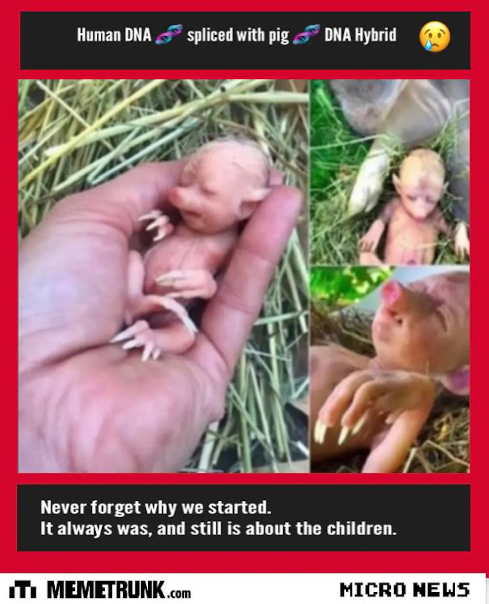 HUMAN DNA 🧬 SPLICED WITH PIG DNA 🧬 HYBRID