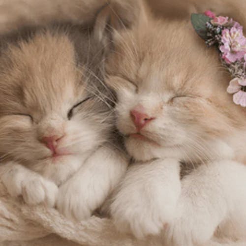happypaws