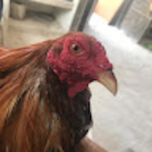 villaloboselias
