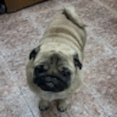 Izaque Nogueira