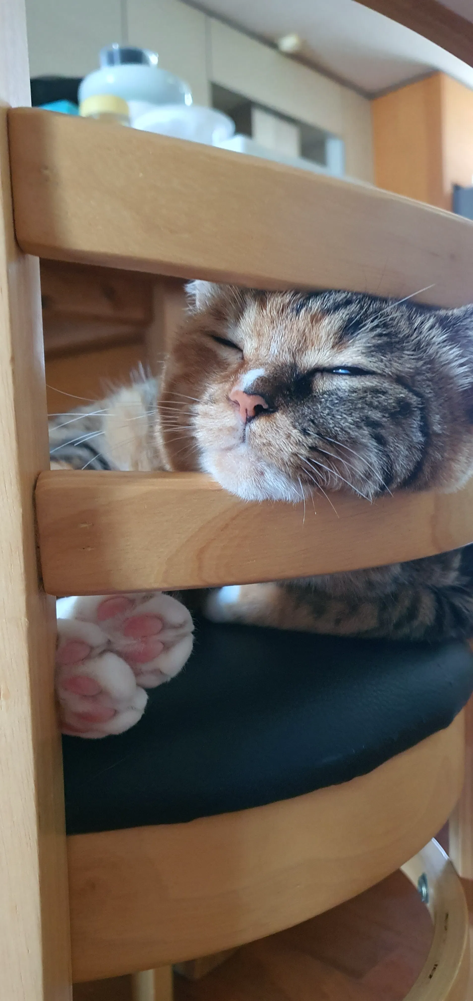 나무 의자 아래에서 자고있는 고양이