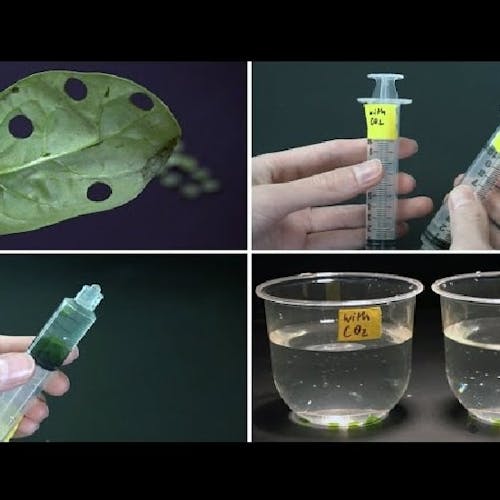 Leaf Lab
