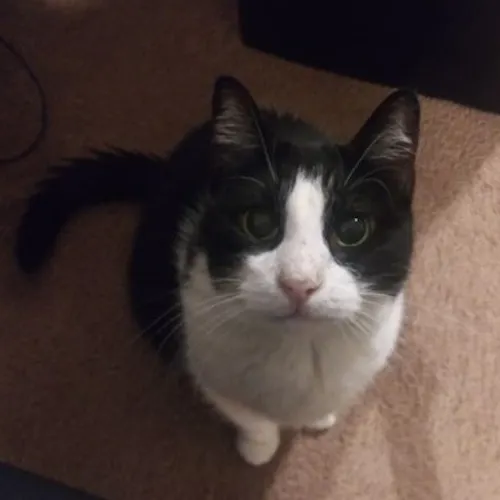 Kimi
