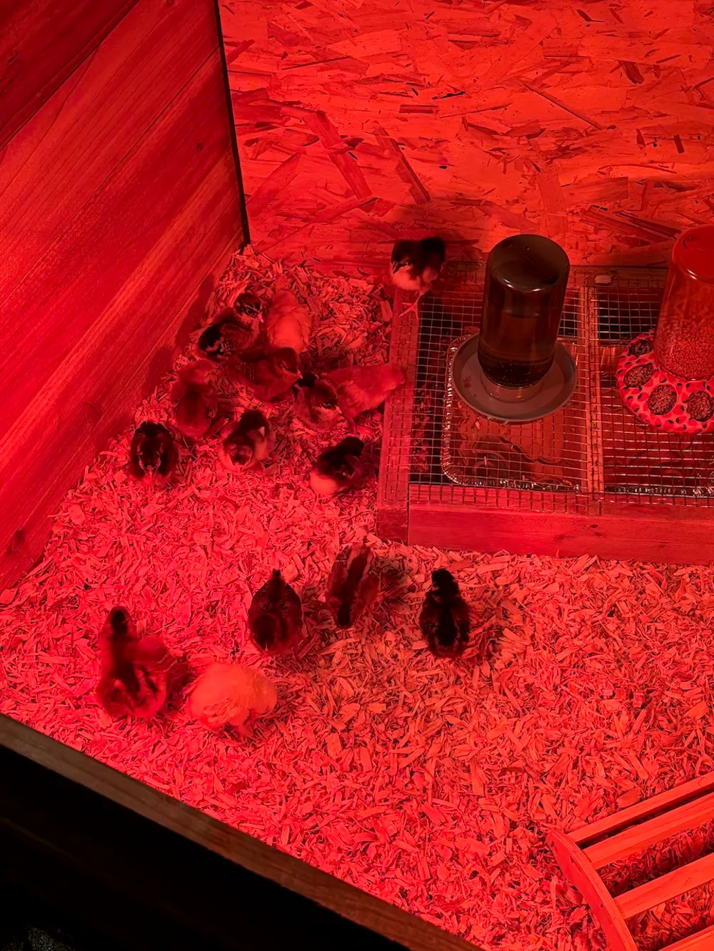 Baby Chickens!