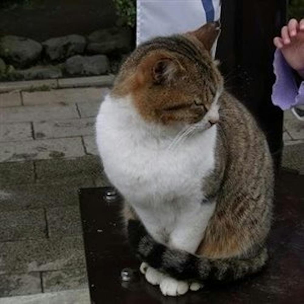 のらねこ！ - Lenovo Pro Community | Lenovo Pro