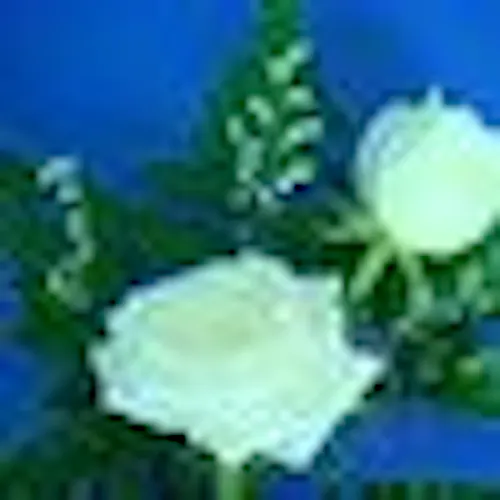 Nguyễn Thị Hồng Vân
