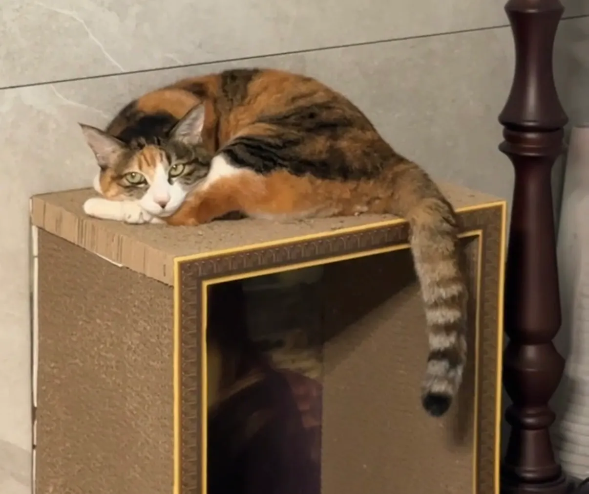 긁는 상자 위에 누워있는 고양이