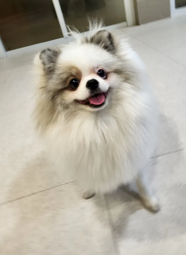 타일 ​​바닥에 서있는 흰색 포메라니안 개