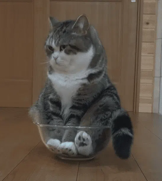 고양이 한 마리가 그릇에 앉아 있다