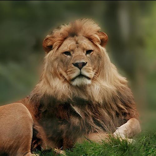 Lio