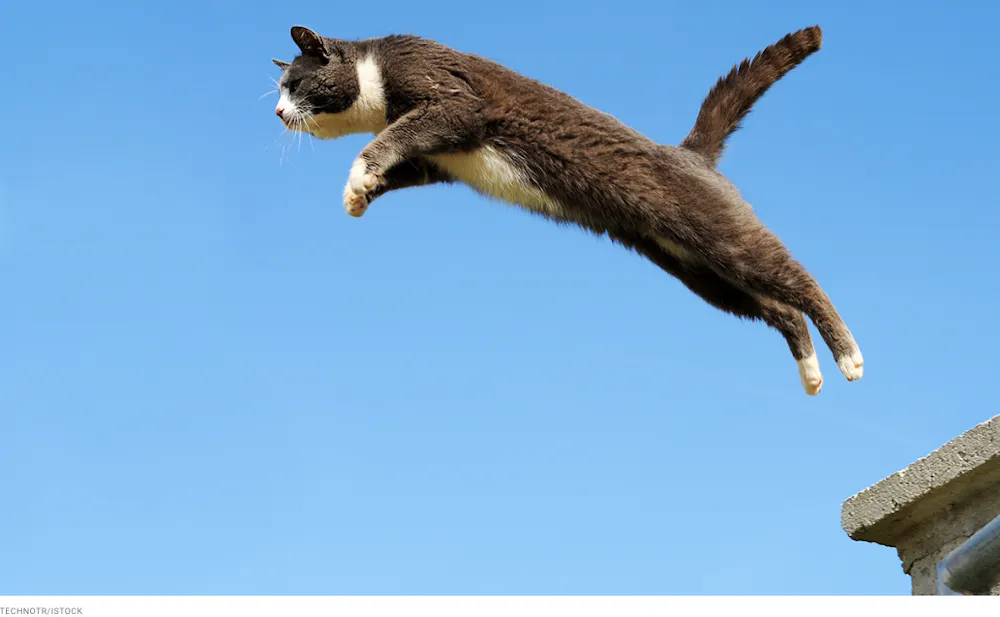 Falling, Flexible Felines
