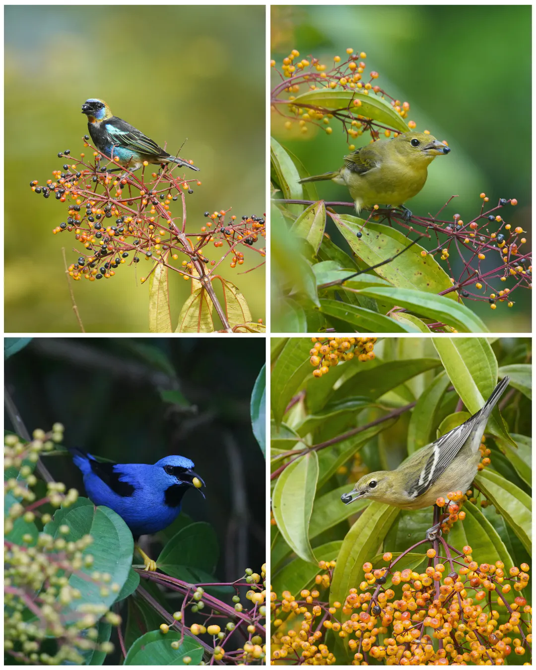 Dozens of both resident and migratory birds eat the fruits of Miconia longifolia trees in the Corredor Azul area.