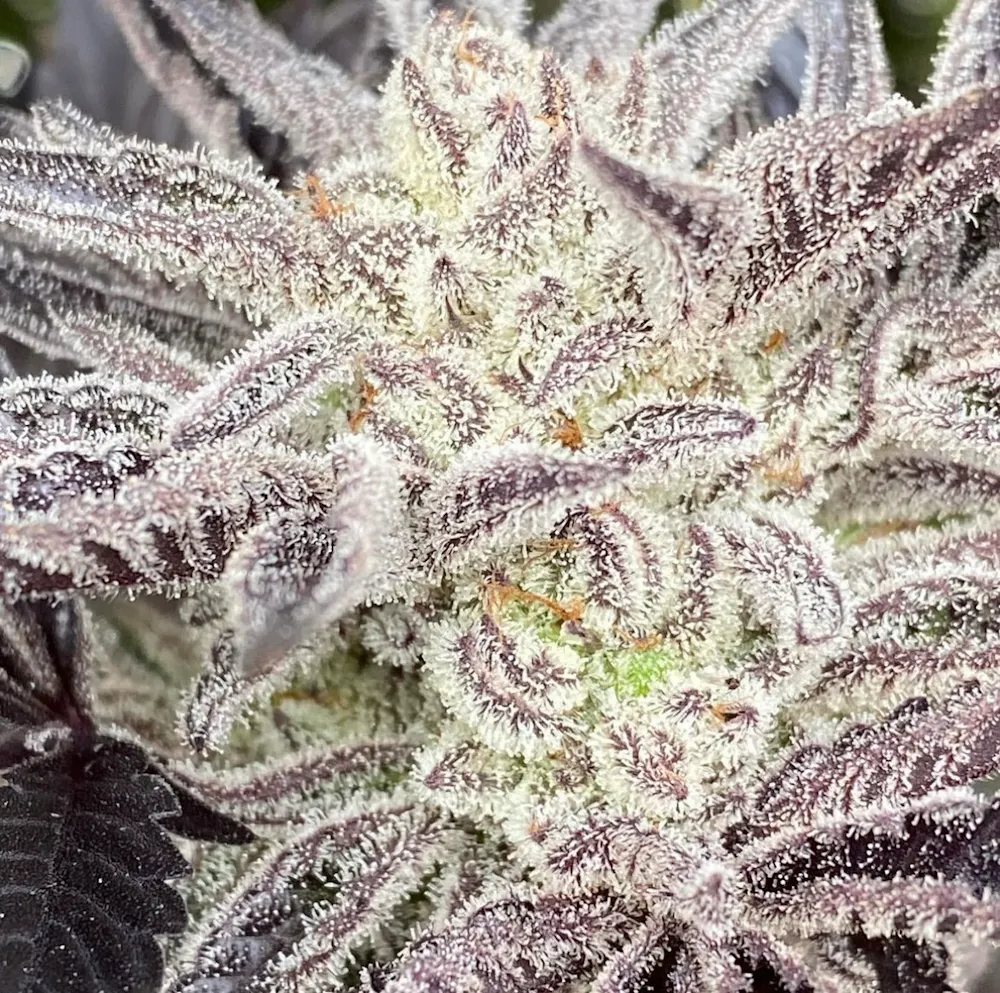 Oreo Runtz & Athena Pro. Sungrown Greenhouse