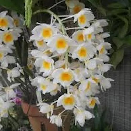 Nguyễn Thị Thanh Trinh