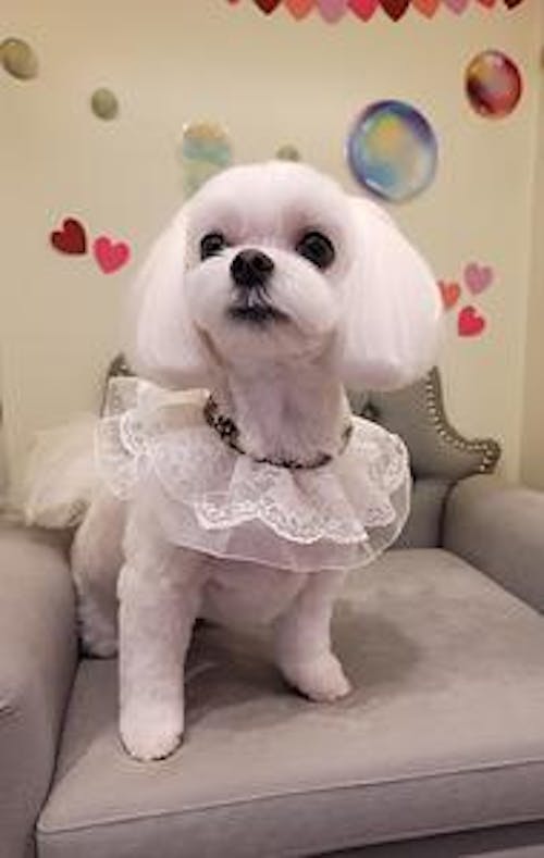Jungha Lee