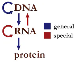 cdna, cdna, cdna, cdna, cdna,