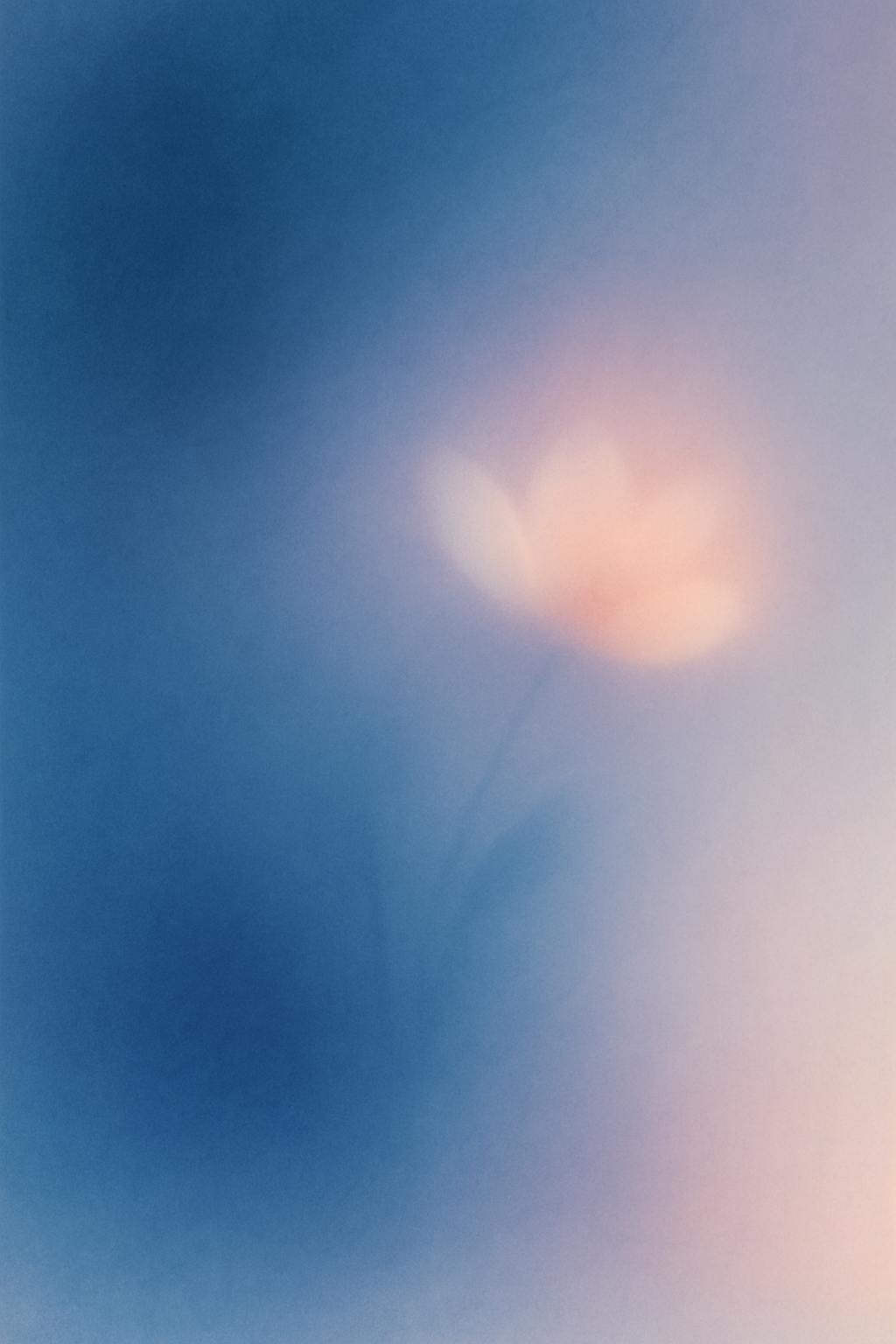 파란색 배경에 꽃의 그림