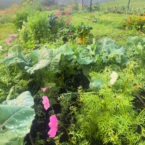 Mother of Juniper and Fae