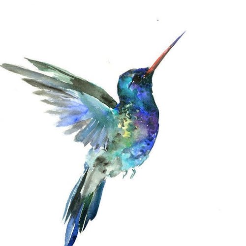 Glittering Hummingbird