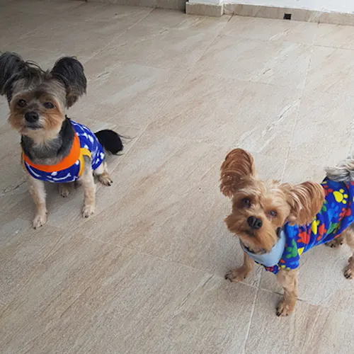 Allysson C. H. Costa