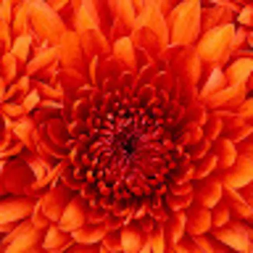 Natália Teixeira Borges Sarina