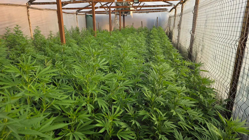 Week 1 flower