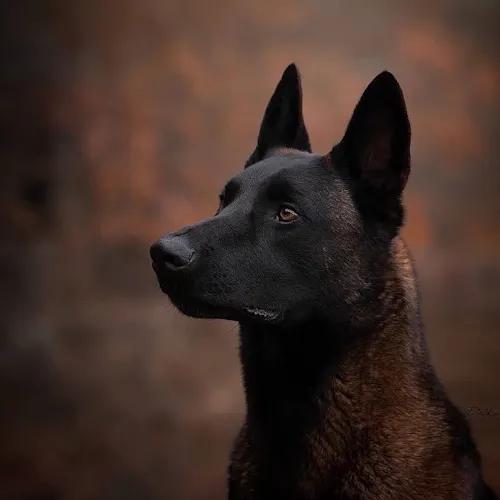 Trevor