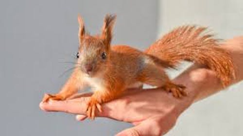 Squirrel GFA