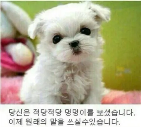 작은 흰 개가 분홍색 담요 위에 앉아 있습니다.
