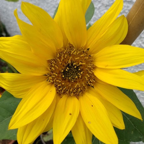 Beautiful Sunflower