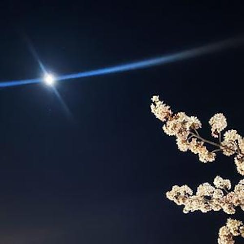 정연희
