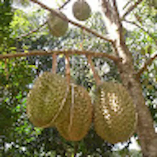 Lành Đàm Thị Kim