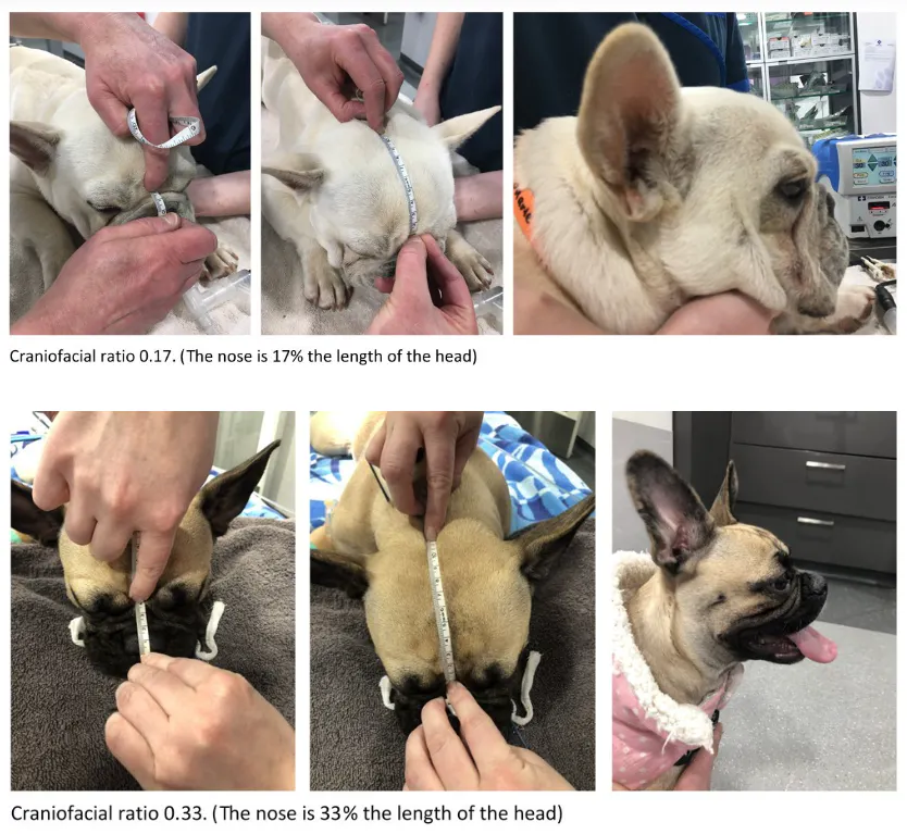 강아지의 머리에 붕대를 넣는 방법을 보여주는 일련의 사진