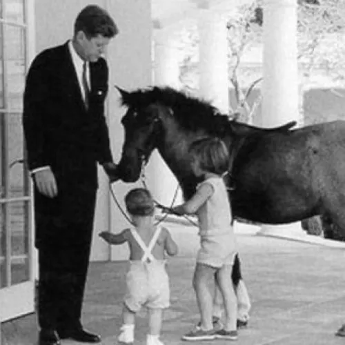 Gentle Partridge