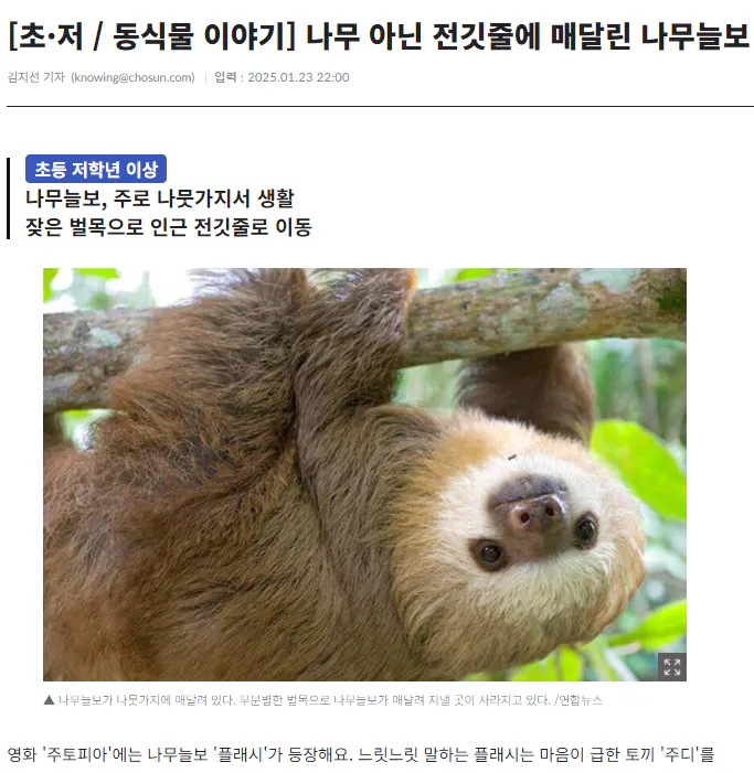 나무에 걸려있는 나무 늘보 사진
