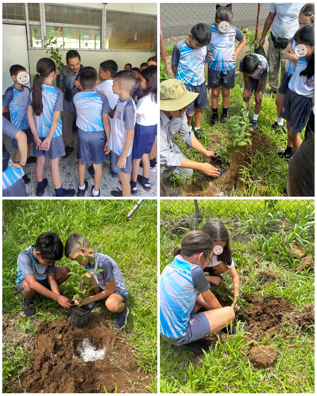Planting Miconia longifolia trees with the students of the San Isidro School, Siquirres. During the activities kids learned about ecosystem services and ways to protect birds in their homes. September 2025.