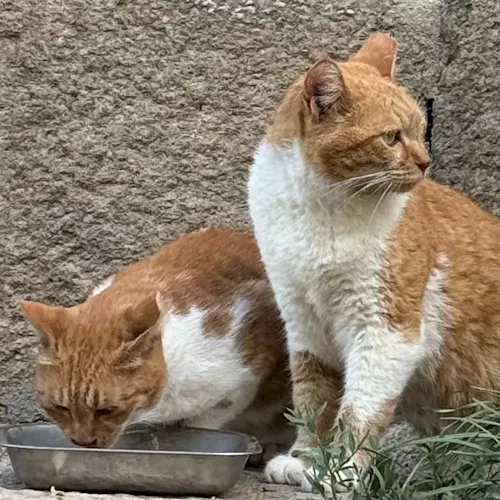 아그나르