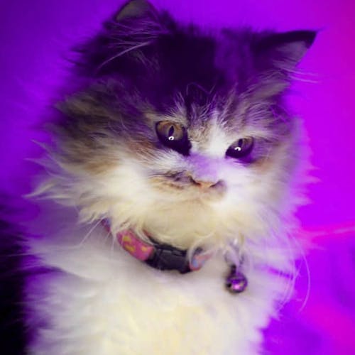 Shocked kitten