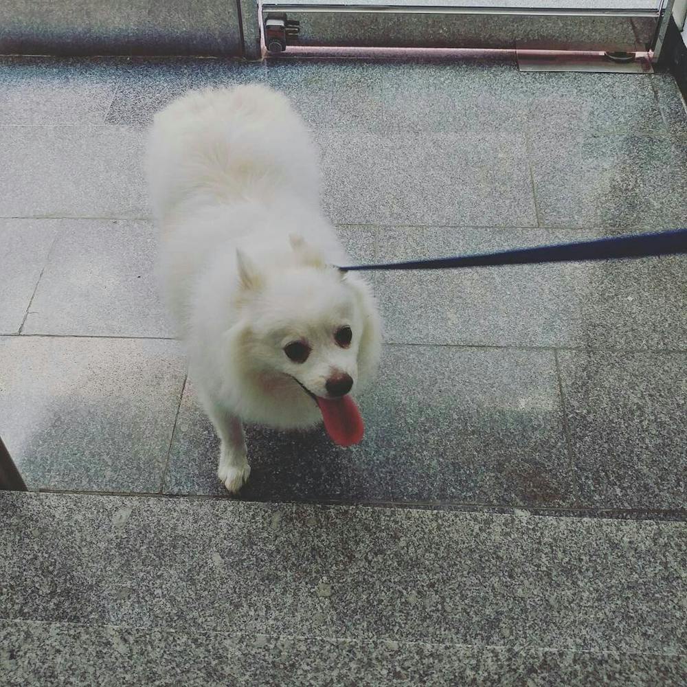 지피터스 - AI로 데이터 수집하기