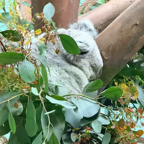 Koala Bear 🐨