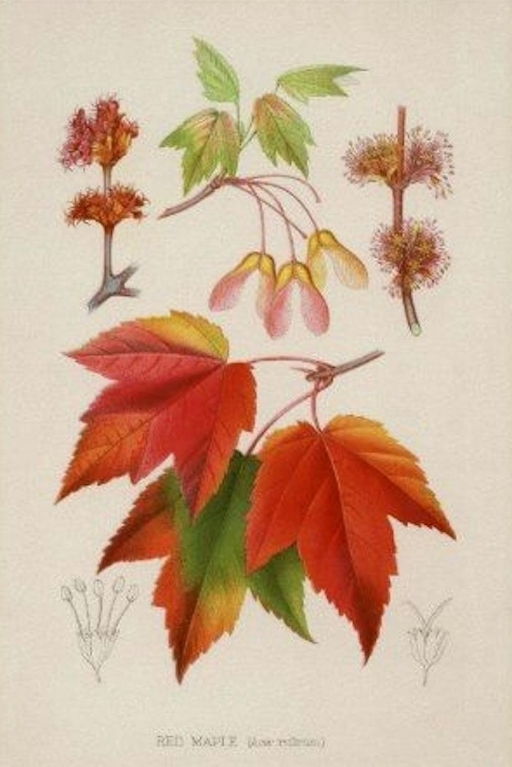 Medicinal Trees Acer, The Maples