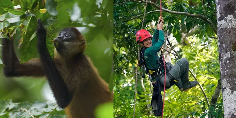 Saving Lives: Helping Monkeys Safely Cross Roads