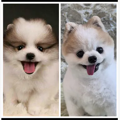 흰색과 갈색 포메라니안 강아지의 두 장의 사진